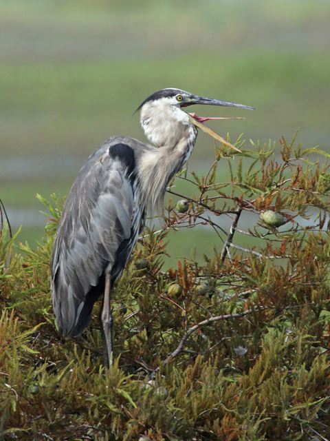 Great Blue Heron